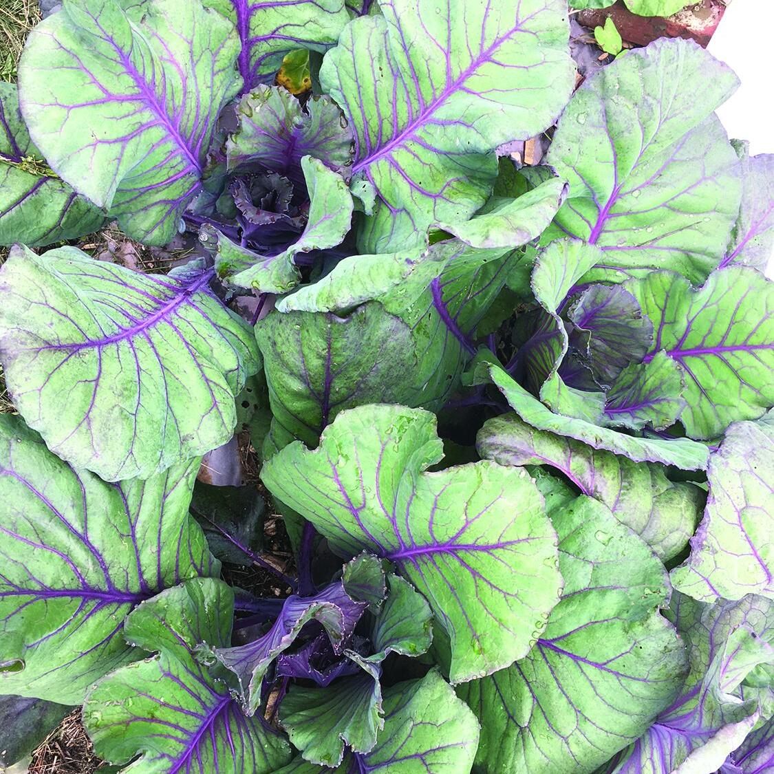 resilient gardens 2.JPG